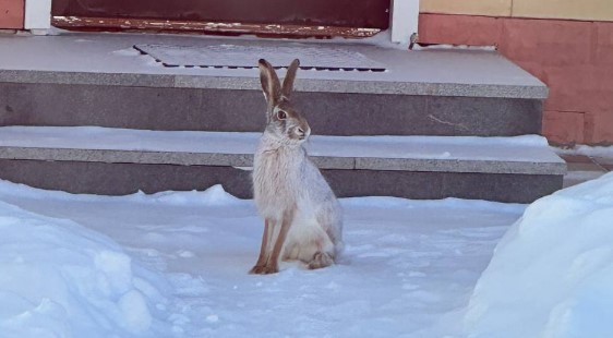 Саратовцев восхитил забежавший во двор на Новый год заяц
